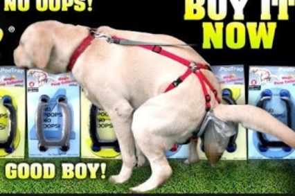 Kutyapiszok probléma megoldva