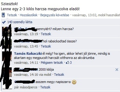 Harcsa van eladó . . . 