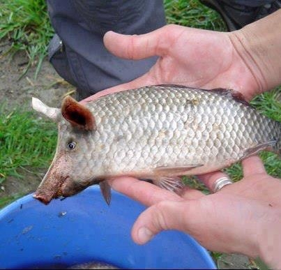 Újabb hungarikum - HALAC