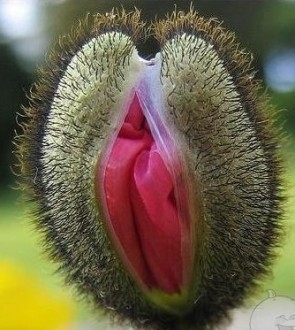 Egy tuti tipp, szexfüggő kertészeknek . . .