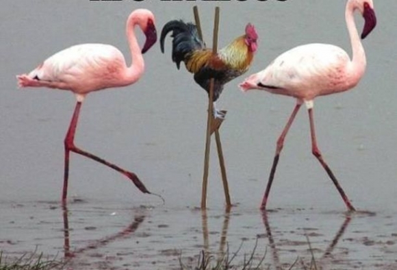 KFC tanúvédelmi program