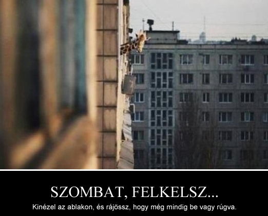 Hülye vagy ? Dehogyis...