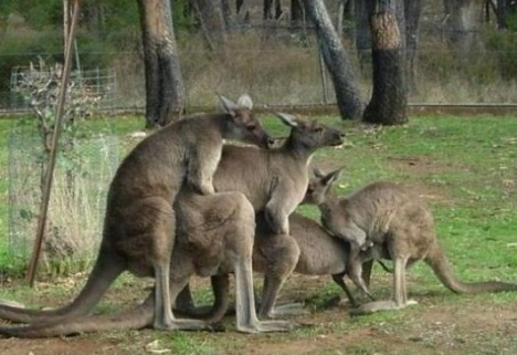 Eközben Ausztráliában . . .