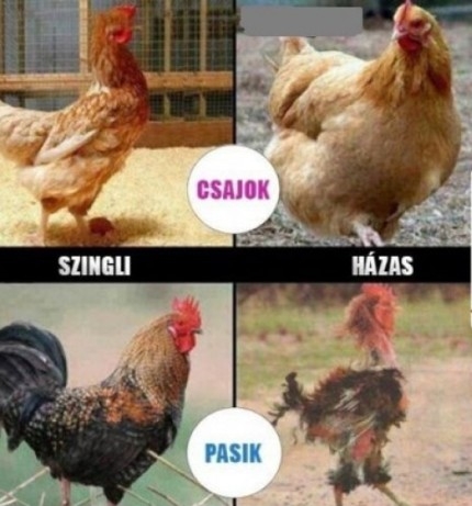 Napi igazságosztó :P