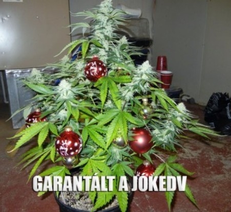 Garantált jókedv az ünnepek alatt :P
