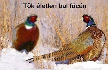 Napi fárasztó