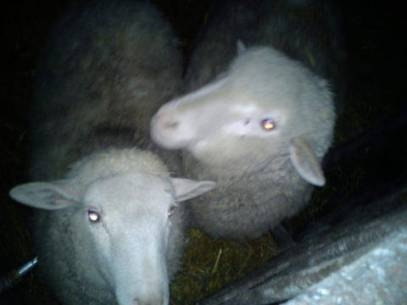 Megunta a birkákat, inkább motorozna