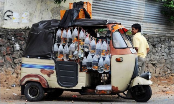 Kisállat kereskedés 2.0