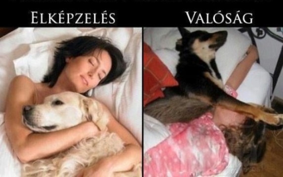 Amikor a kutyáddal alszol