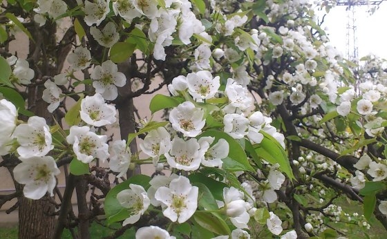 Lassan itt a tavasz...