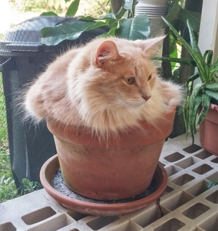 Egy nagyon ritka növényfaj