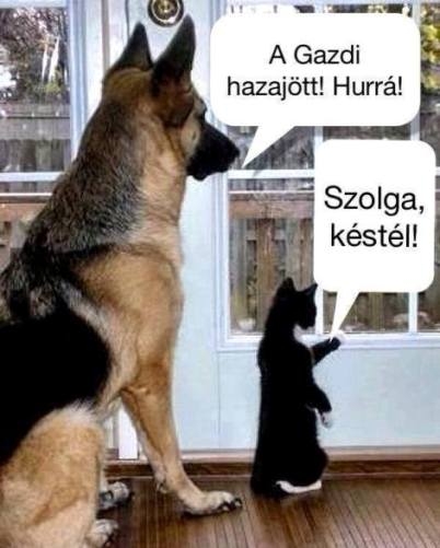 Kutya vs macska