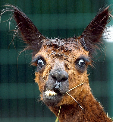 Isten megteremté a bort...