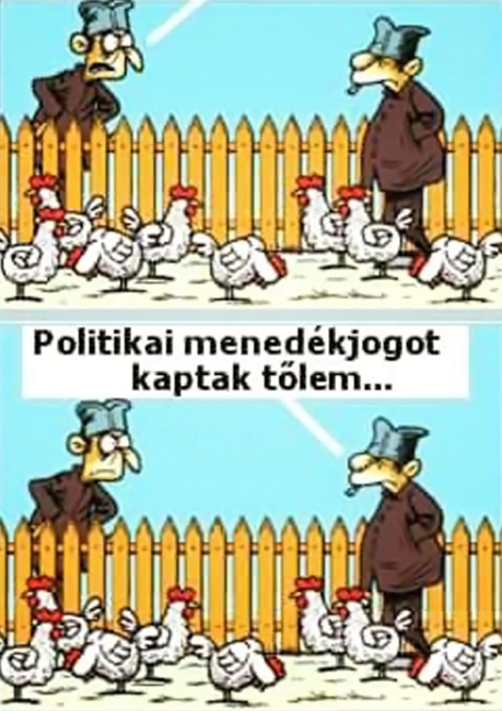 Hogy kerültek az én tyúkjaim a maga udvarába?