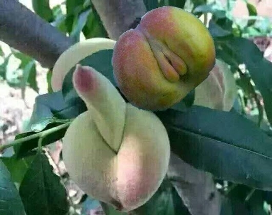 Vicces kedvű természet