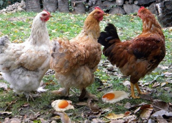 Nem azt mondom, hogy meleg van...