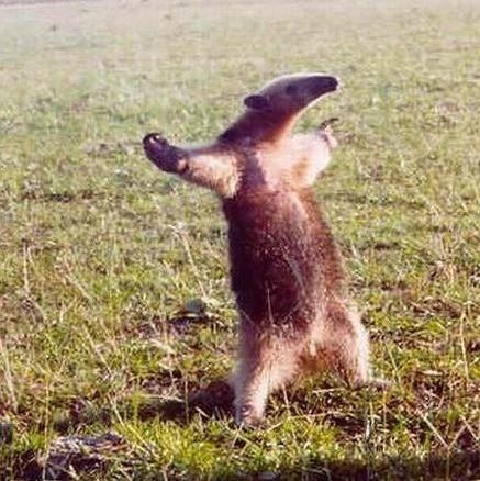 Amikor paréj részeg vagy, és hárman akarnak megverni...