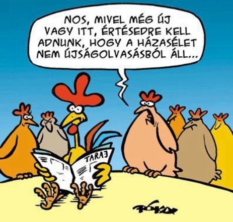 Új kakas érkezett...