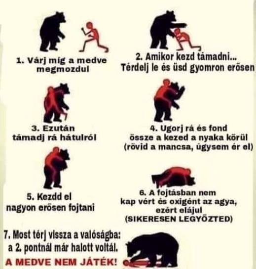 Hogyan használd a harcművészeti tudásodat, medvetámadás esetén