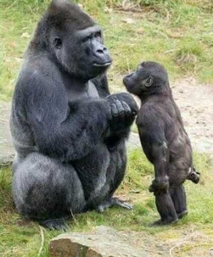 Érdeklődik a kis emberszabású