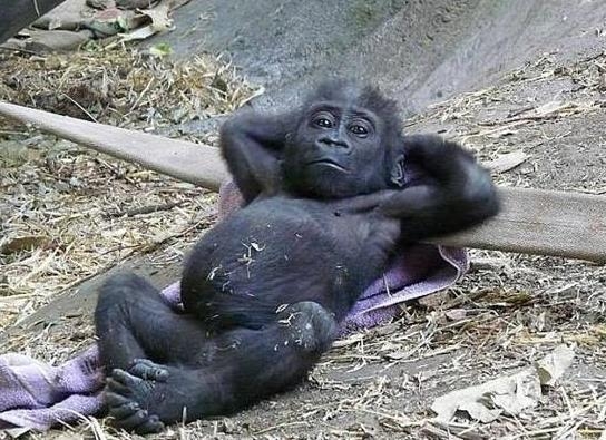 A mai munkakedvem olyan, mint a kacat a garázsban...