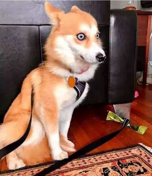 Egy terápiás kutya, miután elsírtam neki a problémáimat