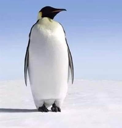 Este 6 után már ne egyetek, mert úgy jártok, mint ez a fecske