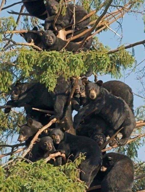 Chuck Norris gombát szed az erdőben