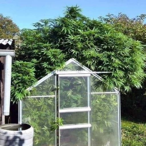 105. nap - Még mindig nincs rajta paradicsom