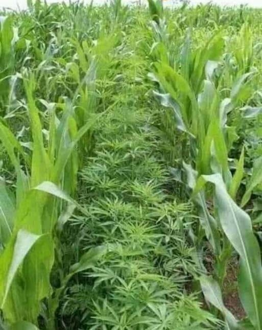 Az idén kukoricát is vetettem...