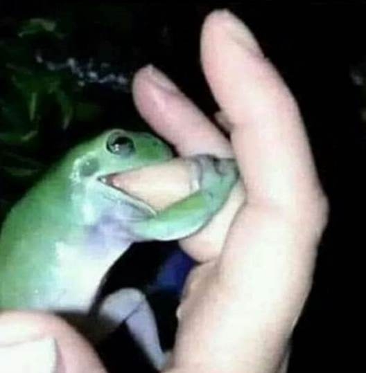 Elvarázsolt királylány