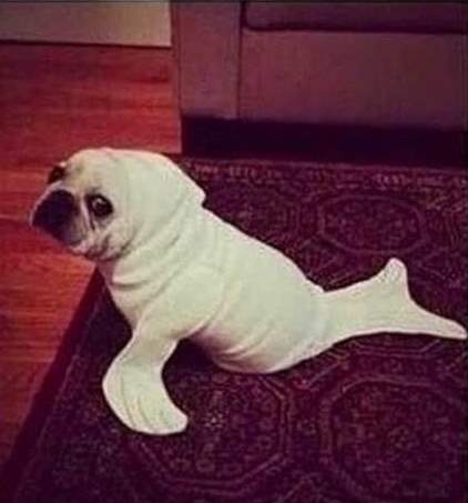 Amikor az albérlet hirdetésben azt írják, hogy :