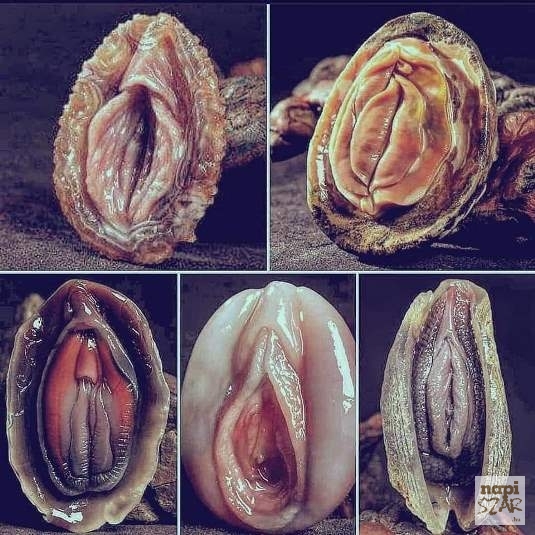 A természet csodás kagylókat alkotott