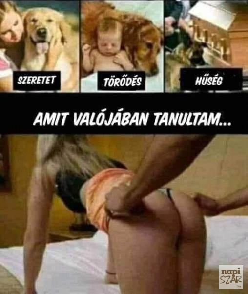 Amit a kutyáktól kellene tanulnom