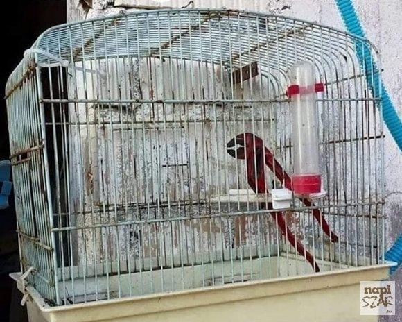 Mikor megszökik a kedvenc madarad, de titkolni akarod