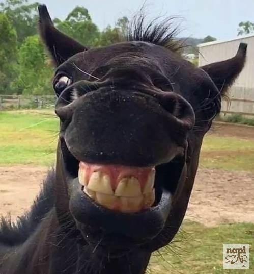 Kitartás skacok, közeledik a hétvége!