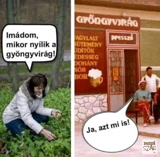 Gyöngyvirág - Sokak kedvence