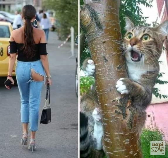 Cirmi elképedve kérdezi :