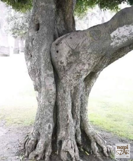 Készül a facsemete