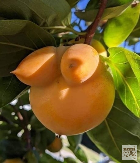 Vicces kedvű természet