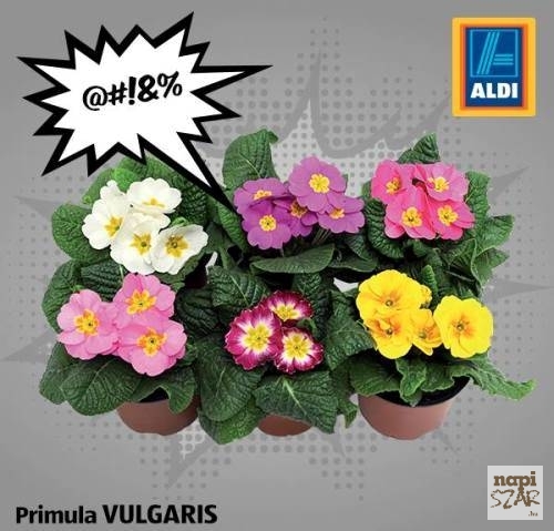 Primula vulgaris másnéven szártalan kankalin