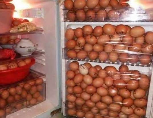 A hűtőnk, miután a tyúkok láttak egy disznóvágást