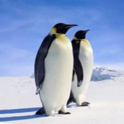 Óvatosan az ünnepek alatt a sok kajával, mert úgy jártok, mint ez a két fecske!