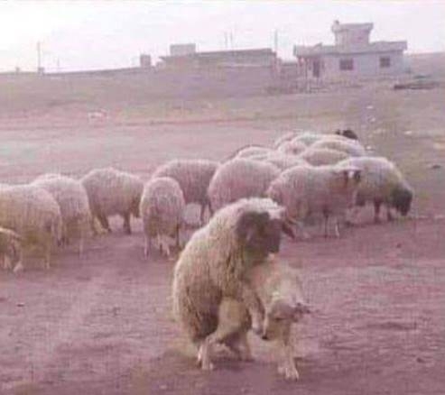 A vád : Hivatalos személy elleni erőszak