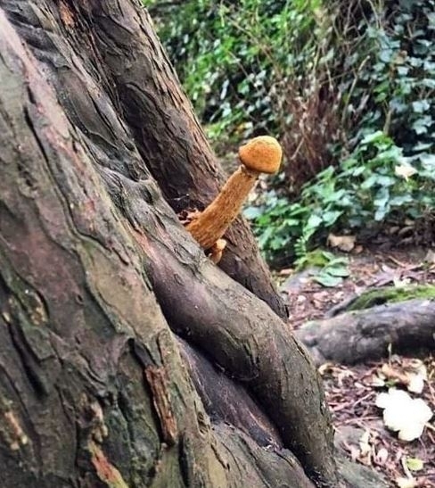 Csak óvatosan, ha az erdőben jártok 🙂