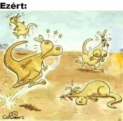 Miért nincs a kenguruknak mellük?
