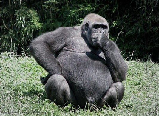 Ha fizetek az edzésért, akkor veszem a fáradságot?