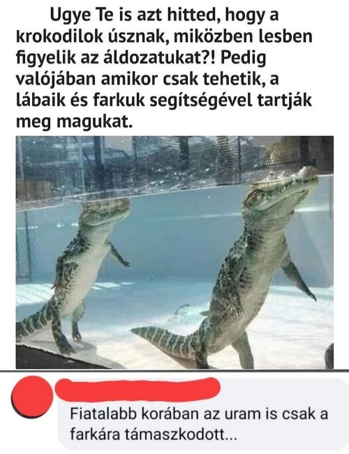 Napi top komment
