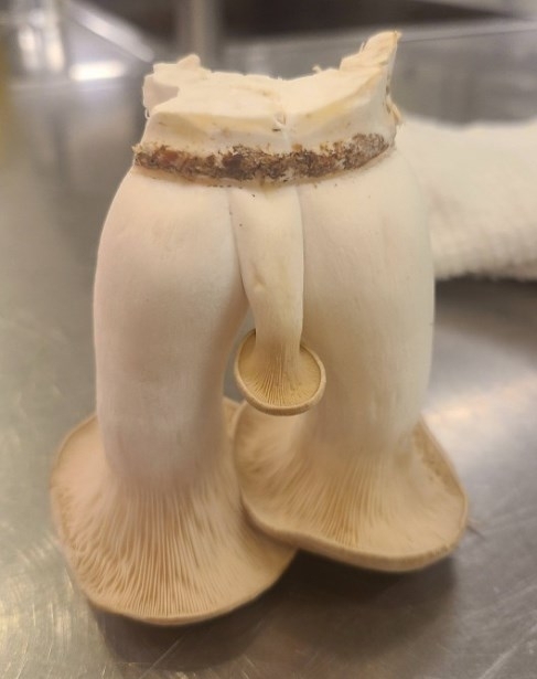 Ma gomba volt ebédre