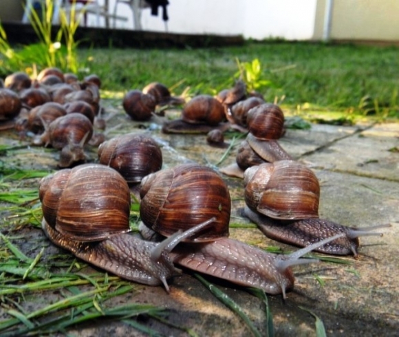 Egyre több az agresszív sofőr
